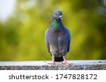 Indian pigeon or rock dove  ...