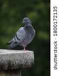 Small photo of Resting Indian Pigeon OR Rock Dove - The rock dove, rock pigeon, or common pigeon is a member of the bird family Columbidae. In common usage, this bird is often simply referred to as the "pigeon".
