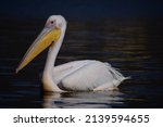 The great white pelican also...