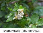 Small photo of Lime is a Citrus family and shrubby tree with many thorns. Its thunk has many brunches. The lime flowers and buds are yellowish white which flowers and fruit appear throughout the year.