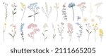 Wild Flowers Vector Collection. ...