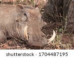 Small photo of Warthog male(Phacochoerus africanus) resting up under shade of tree. Large tusks "tushes"