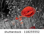 A Closeup Of A Red Poppy On A...