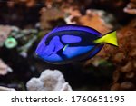 Pacific blue tang fish, (Paracanthurus hepatus), on coral background