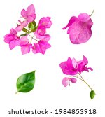 Group Of Pink Bougainvillea...