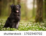Small photo of Black sheep dog in the park