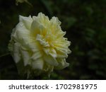 White And Yellow Rose With...