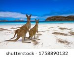 Small photo of Esperence Lucky Bay Western Australia Kangaroo Beach