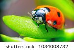 Ladybug sitting on a flower...
