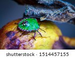 Nezara Viridula Green Beetle...