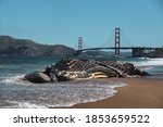 Beach Whale Golden Gate Bridge