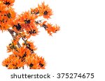 palas flowers isolated on white ... | Shutterstock . vector #375274675