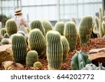 Cactus Family  Barrel Cactus ...