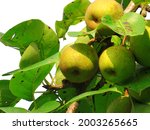 Asian Pears On White Background....