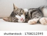 Beautiful Cat Sleeping On A...