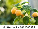 A close-up of the juicy yellow raspberries ripening on the vine
