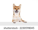Small photo of Groomed adult Shiba Inu dog isolated over white studio background. Concept of beauty, animal life, care, health and purebred pets. Doggy looks calm, healthy, active and groomed