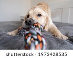 Cheerful golden retriever with a colored rope toy in his teeth. The big dog plays at home with the owner. Pet grooming and animal concept.