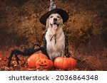 A dog dressed as a witch for...