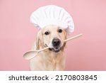 Small photo of Dog in a chef's hat and with a spatula in his mouth on a pink background. Golden Retriever in chef costume for restaurant, cafe or banner