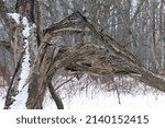 the branch of an old broken tree in the forest in winter