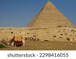 Small photo of Pyramid of Cheops, with a dromedary eating grass in the foreground and a caravan of dromedaries in the background