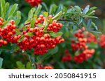 Ornamental Plant With Red Berry ...
