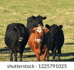 A herd of angus beef cattle  ...