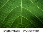 Green Leaf Veins Macro Detailed ...