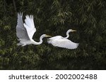 Two Great Egrets In Flight Over ...