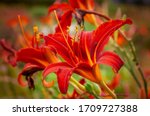 The Red Lilium  Followed By An...
