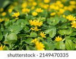Small photo of thickets of lesser celandine flower, spring yellow primroses