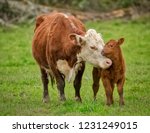 Momma Cow And Calf Sharing A...