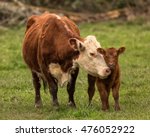 Momma Cow And Calf