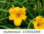Yellow Daylilies Flower In...