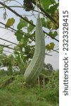 Small photo of In the land of ridge gourd, large-scale ridge gourd has been caught. A large ridge gourd is caught in a ridge gourd tree.