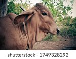 Cow In A Countryside Farm In...