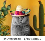 Funny Gray Cat In A Mexican...
