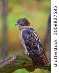 Small photo of Red Tailed Hawk has a thrilling, raspy scream that sounds exactly like a raptor should sound