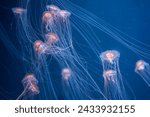 Small photo of A swarm of ethereal jellyfish with long tentacles drifts in the vastness of the deep blue sea. Swarm of Jellyfish in Deep Blue Sea.