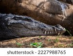 Small photo of The mugger crocodile is a medium-sized broad-snouted crocodile, also known as mugger and marsh crocodile. It is native to freshwater habitats from southern Iran to the Indian subcontinent, where it in