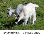 Two Small Baby Goats During...