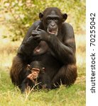 Chimpanzee Baby With Mother...