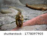 A Female Rhesus Monkey  Macaca...