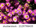 Top view of pink flowers with yellow centres Chrysanthemum 'Mrs Jessie Cooper' on a sunny day