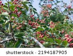 Red Sichuan pepper berries close up on the tree outdoor.Sichuan pepper is a spice in Chinese cuisine