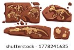 Fossil Dinosaurs Skeletons ...