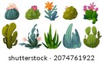 Cute Cactuses  Succulents And...