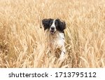 A Dog Runs Through A Wheat Field