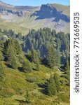 Small photo of Alpine fir tree forest and wild blueberry bushes in the Swiss mountains - Rosenlaui Valley, Bernese Oberland region, Switzerland